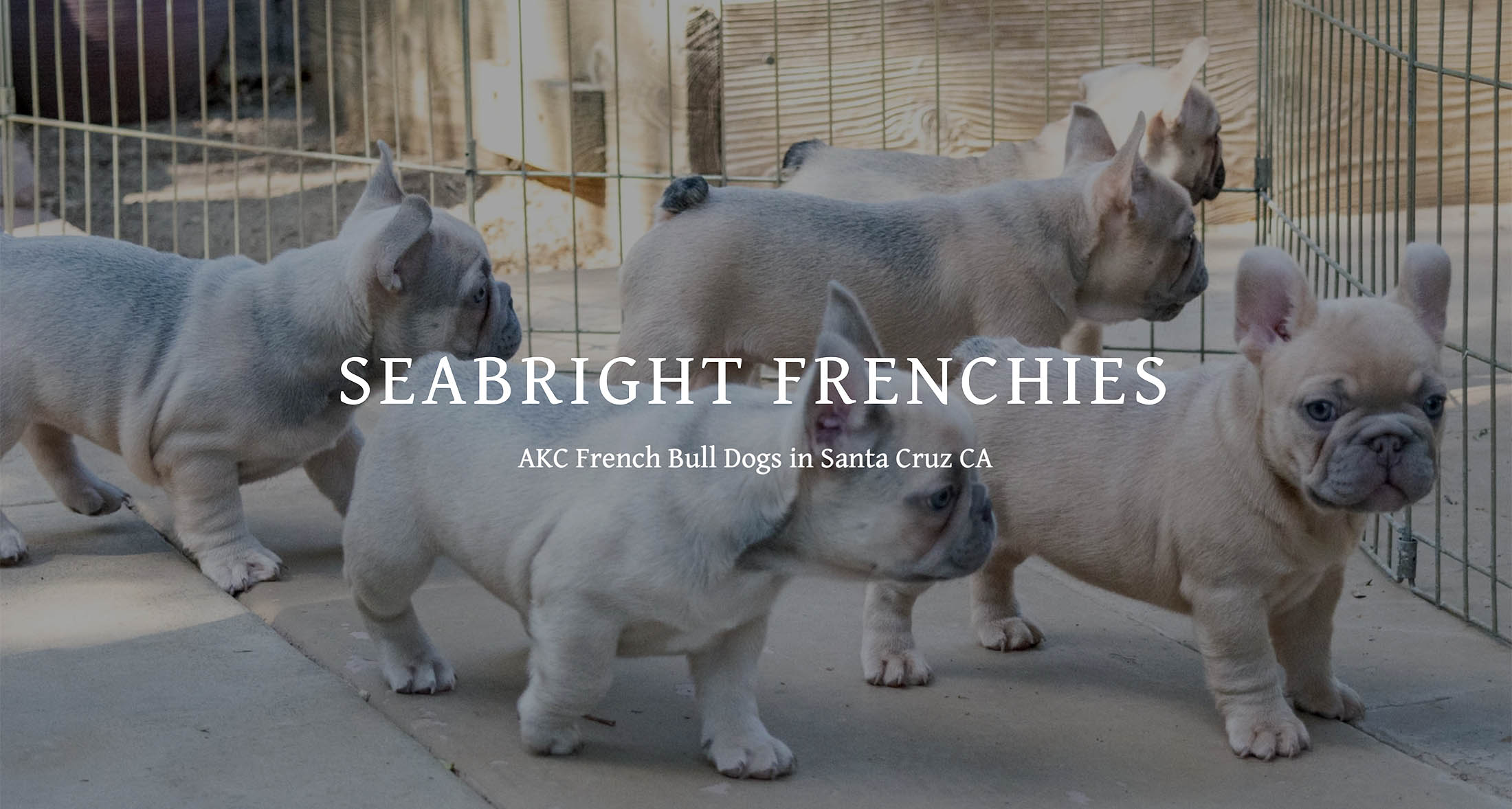 Seabright Frenchies of Santa Cruz Homepage screenshot emi